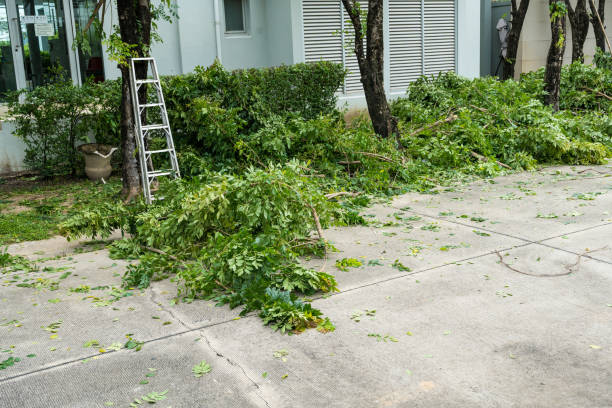 Tree Root Removal